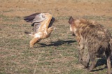 Serondella - Hyena pup chasing eagle